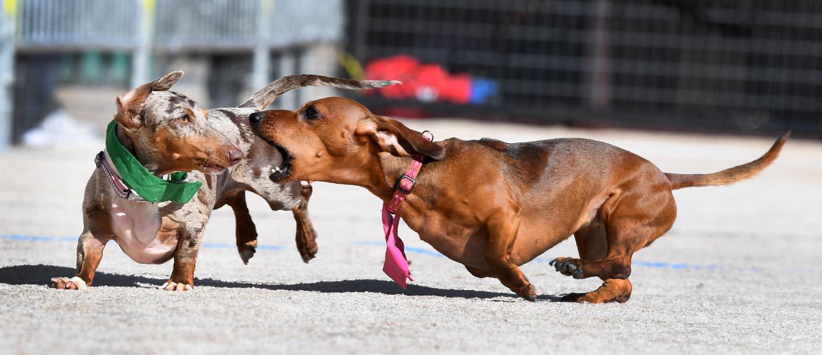 Weiner Fest 2017 33.jpg